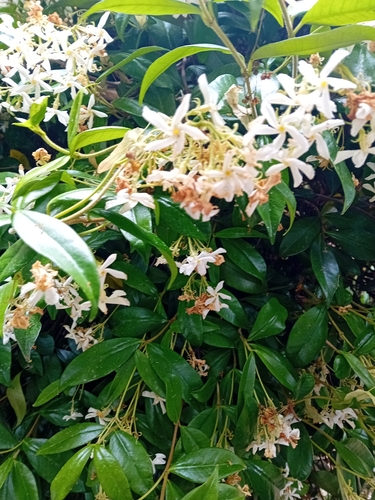 Star jasmine