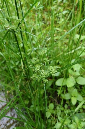 Cyperus surinamensis, photograph 6