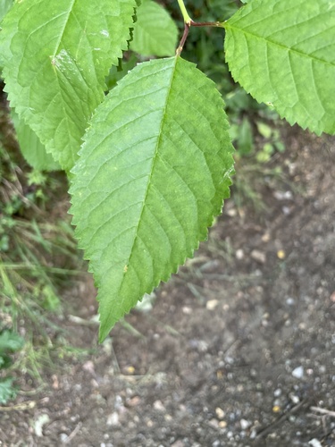 wild cherry