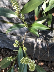 Pseudaulacaspis prunicola