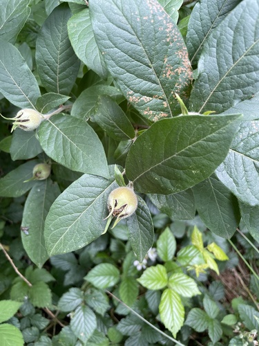 Medlar