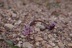 Allium cratericola