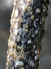 Pseudaulacaspis prunicola