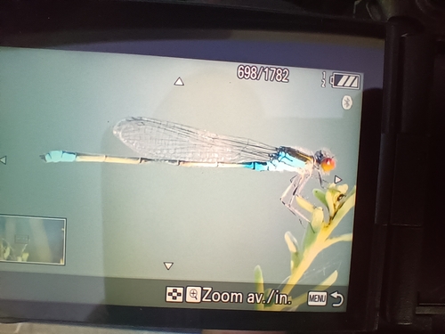 Small Red-eyed Damselfly