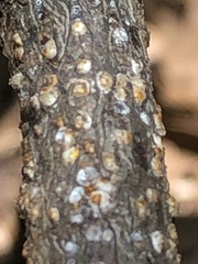 Pseudaulacaspis prunicola