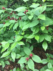 Calycanthus floridus