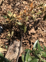 Pseudaulacaspis prunicola