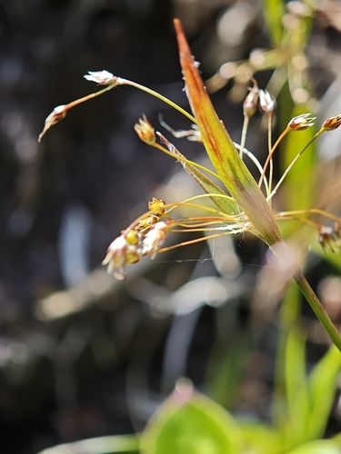 Luzula acuminata, photograph 4
