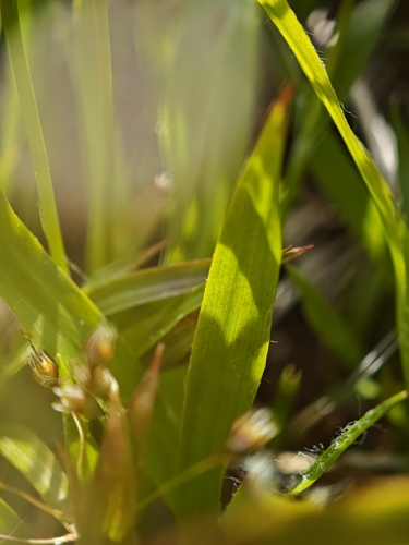 Luzula acuminata, photograph 5