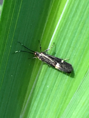 Esperia sulphurella