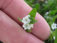 Plagiobothrys canescens