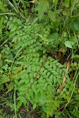 Aralia bipinnata, photograph (c) 如此甚好, some rights reserved (CC BY)