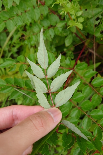 Aralia bipinnata, photograph 5