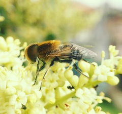 Palpada ruficeps