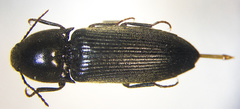 Ampedus luctuosus