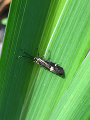 Esperia sulphurella