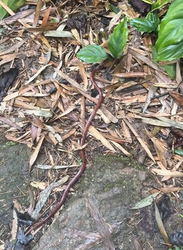 Guangxi Coral Snake