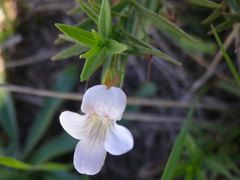 Gratiola officinalis