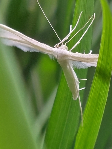 White Plume Moth