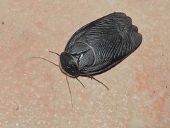 Polyphaga aegyptiaca