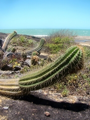 Coleocephalocereus fluminensis