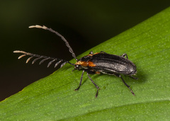 Ptilodactylinae