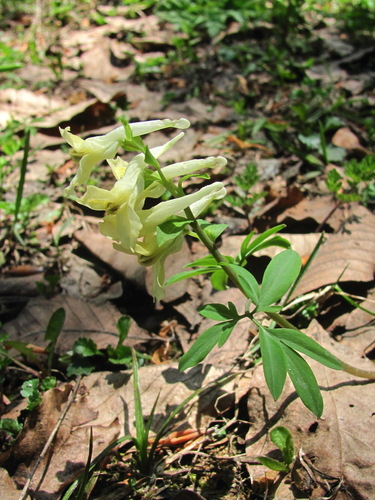 Corydalis cava, 2026-06-05