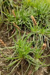 Plantago alpina