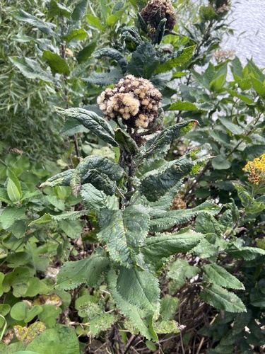 Senecio otites, 2026-03-22