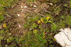 Mutellina purpurea