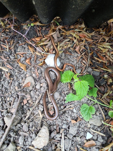 Westliche Blindschleiche