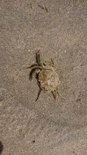 European Green Crab