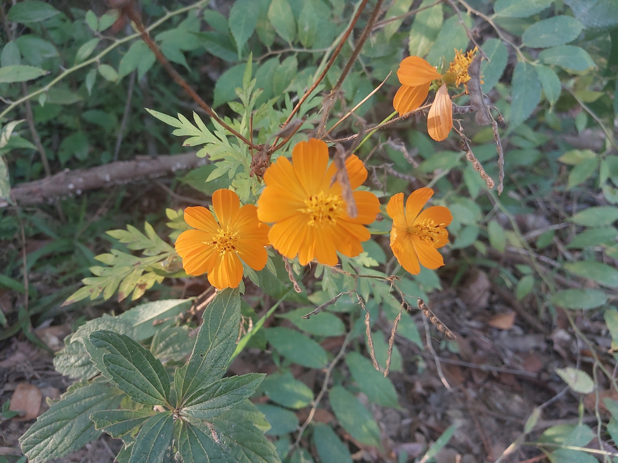 Cosmos sulphureus