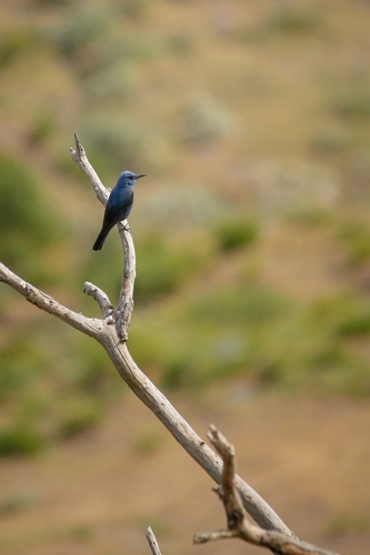 Blue Rock-Thrush