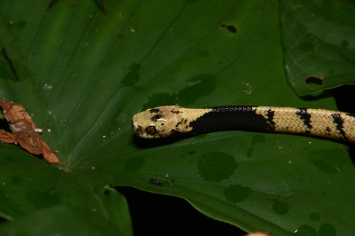 Bornean dark-necked slug snake