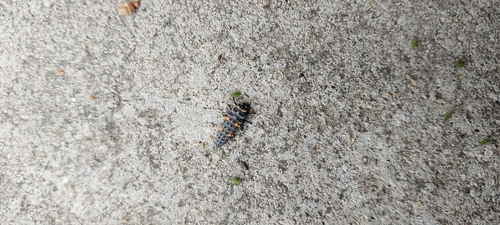 Seven-spotted Lady Beetle