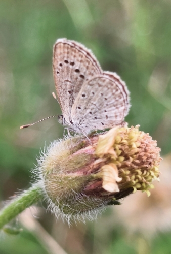 Dark Grass Blue