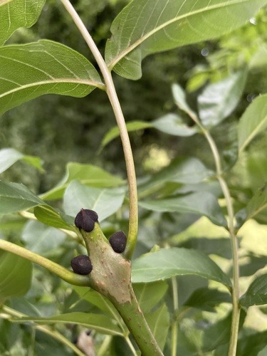 European ash