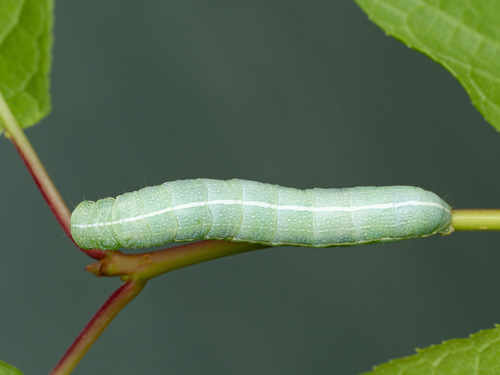 Clouded Drab, photo 5 of 10