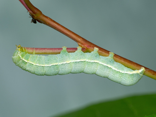 Clouded Drab, photo 4 of 10
