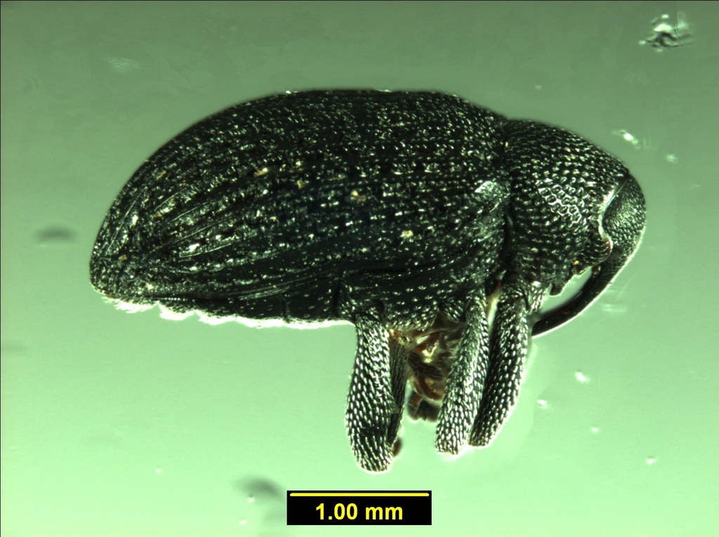 Longleaf Wattle Seedweevil