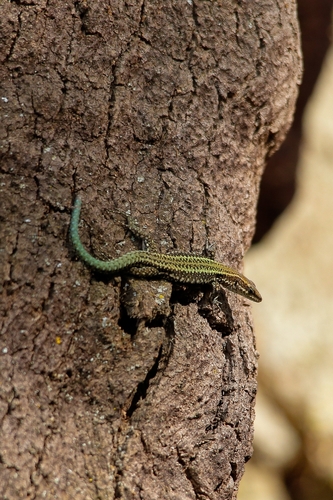 Andalusian wall lizard