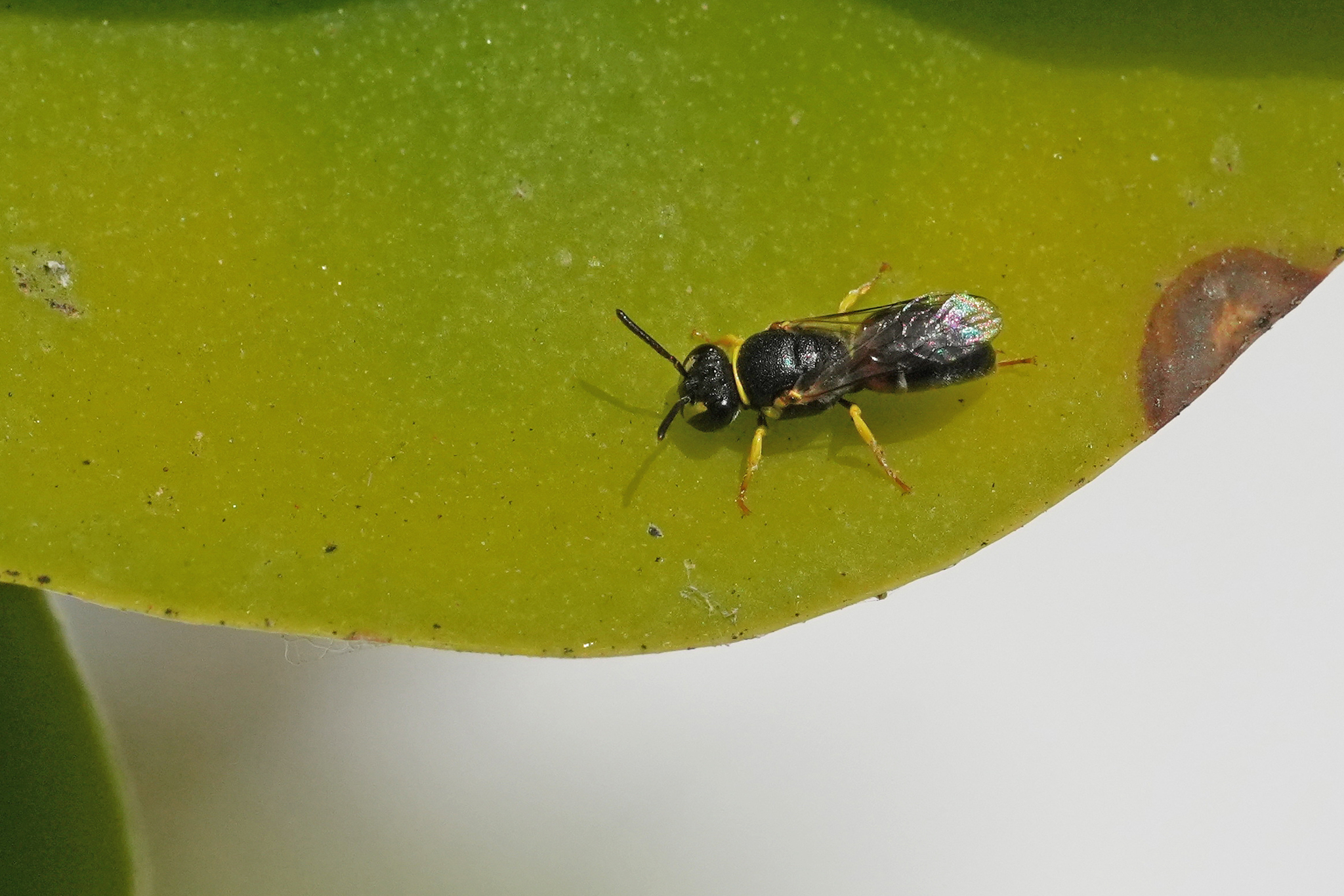 Hylaeus sulphuripes