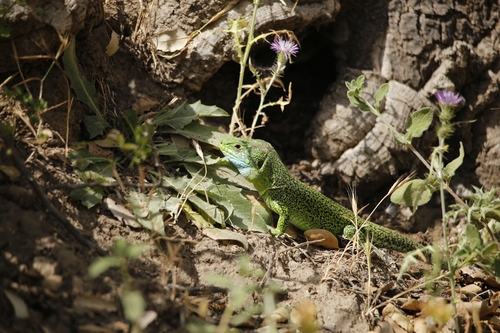 North African Ocellated Lizard