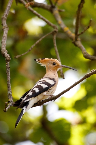 Common Hoopoe