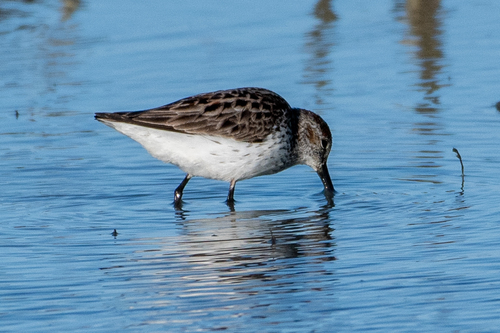 Western Sandpiper