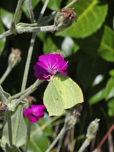 Common Brimstone