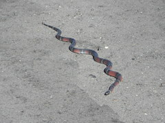 Lampropeltis polyzona