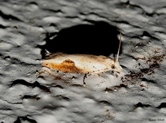 Pseudexentera costomaculana