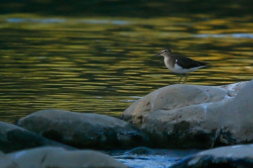 Common Sandpiper
